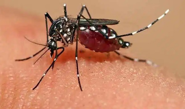 gambar Contoh Simbiosis Nyamuk dengan Manusia dalam Pengertian Simbiosis