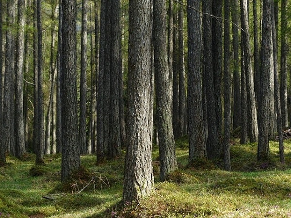 gambar Contoh Simbiosis Pohon Pinus dengan Tumbuhan Lainnya dalam Pengertian Simbiosis
