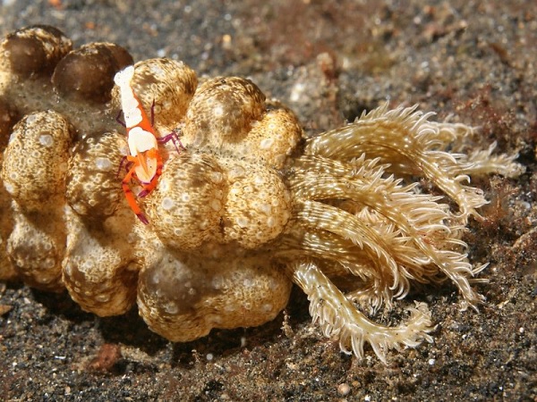 gambar Contoh Simbiosis Timun Laut dan Udang dalam Pengertian Simbiosis