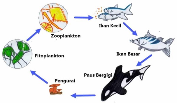 Gambar Contoh dan Pengertian Rantai Makanan Di Laut