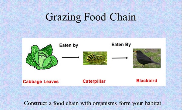 Gambar Grazing Food Chain dalam Pengertian Rantai Makanan