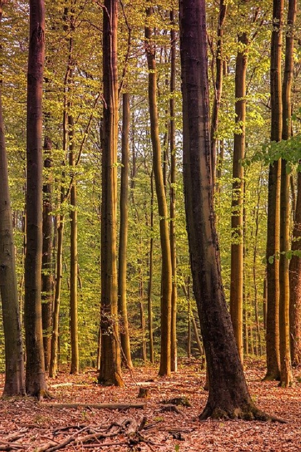 gambar Hutan Gugur dalam Pengertian Ekosistem