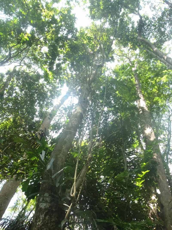 gambar Hutan Hujan Tropis dalam Pengertian Ekosistem