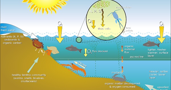 Gambar Komponen Ekosistem Danau dalam Pengertian Danau