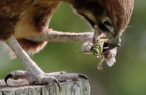 Gambar Konsumen tersier dalam Pengertian Rantai Makanan