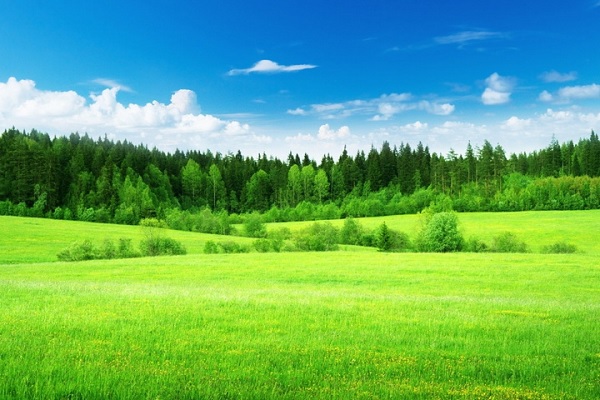 gambar Padang Rumput dalam Pengertian Ekosistem