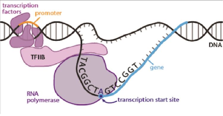 analisis genetik adalah contoh dan pengertian bioteknologi modern