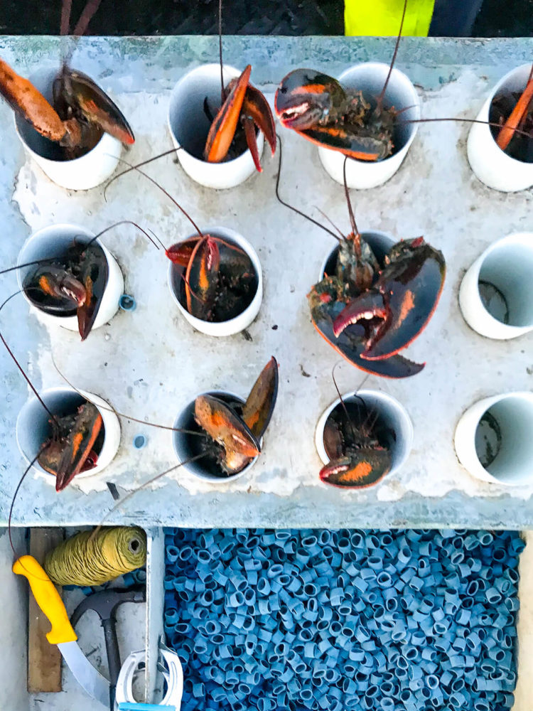 pengertian sumber daya penghasil bahan baku produk contohnya adalah kebun nanas