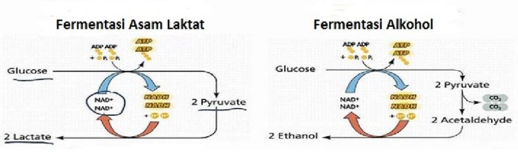 Pengertian fermentasi anaerob di dalam tubuh sebagai bagian respirasi anaerob dalam glikolisis