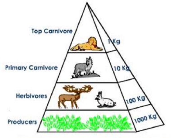 Gambar Piramida Jumlah dalam Pengertian Rantai Makanan