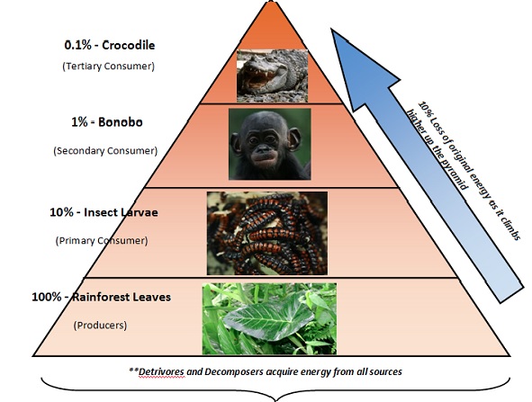 Gambar Piramida Energi dalam Pengertian Rantai Makanan