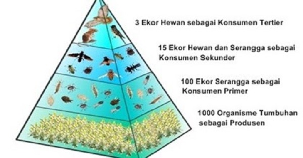 Gambar Piramida Biomassa dalam Pengertian Rantai Makanan
