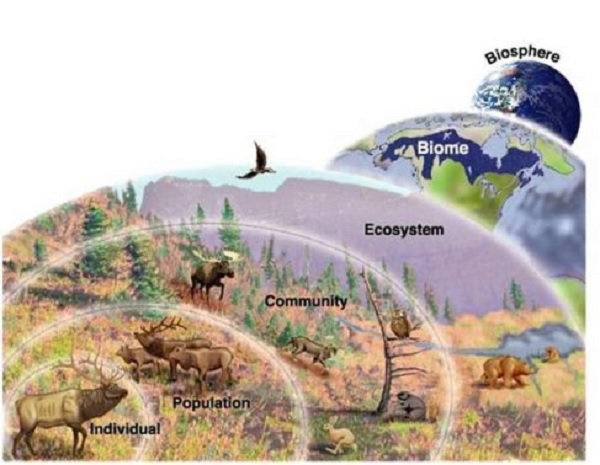 gambar Ruang Lingkup Ekosistem dalam Pengertian Ekosistem