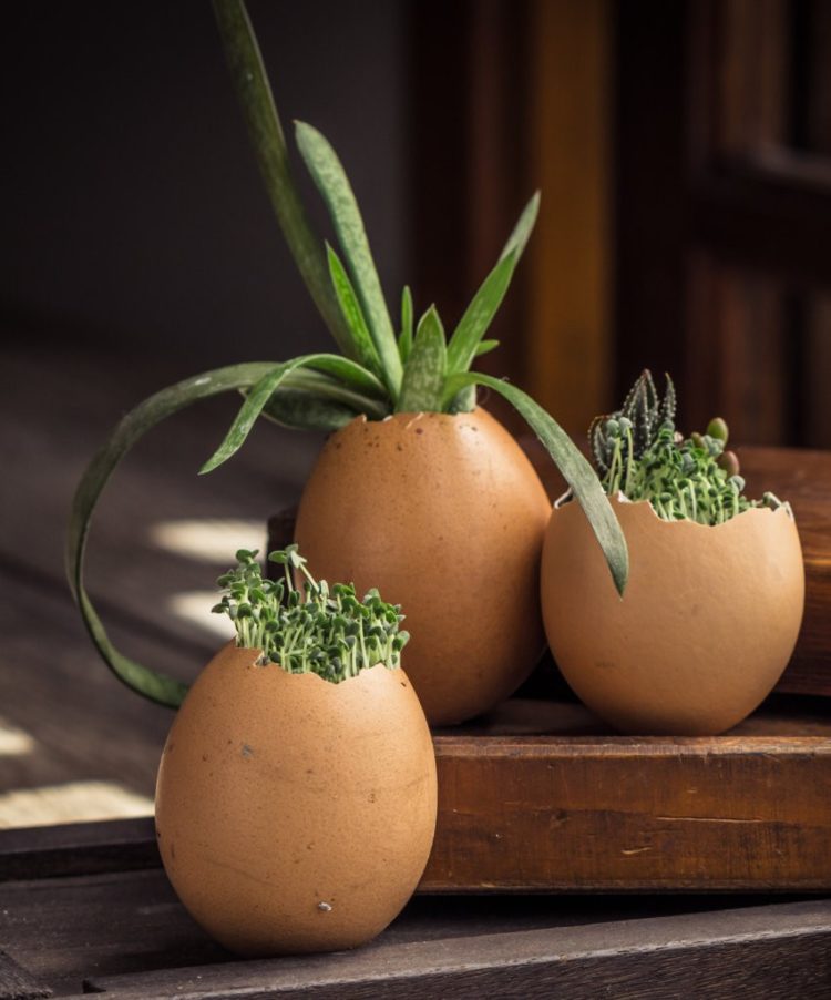 kerajinan dari barang bekas pot kulit telur