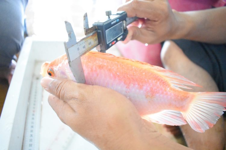 pengertian bioteknologi bidang perikanan untuk pemuliaan ikan