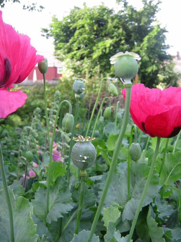 pengertian narkoba bunga opium