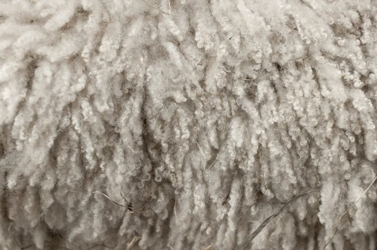 pengertian serat wool untuk baju dingin