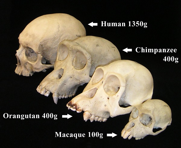 Gambar Antropologi Biologi dalam Pengertian Antropologi