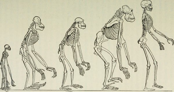 Gambar Sejarah dan Pengertian Antropologi