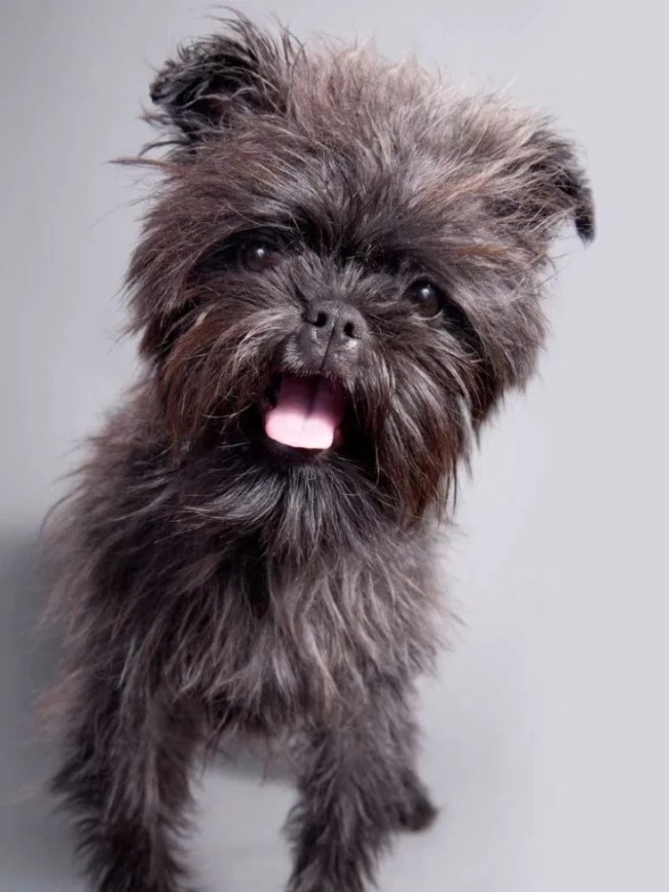 gambar jenis anjing Affenpinscher