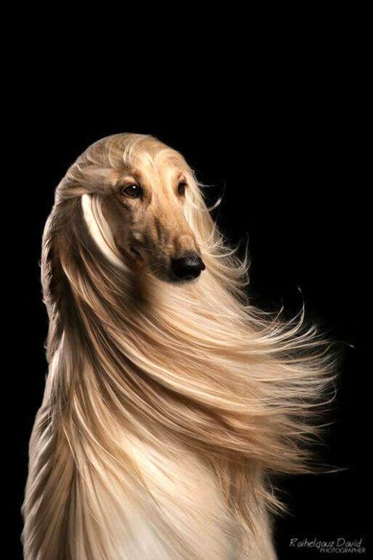 gambar jenis anjing Afghan Hound
