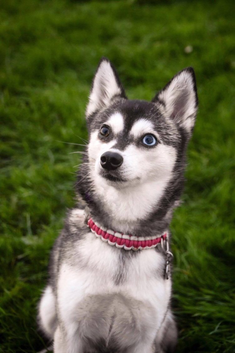 gambar jenis anjing Alaskan Klee Kai