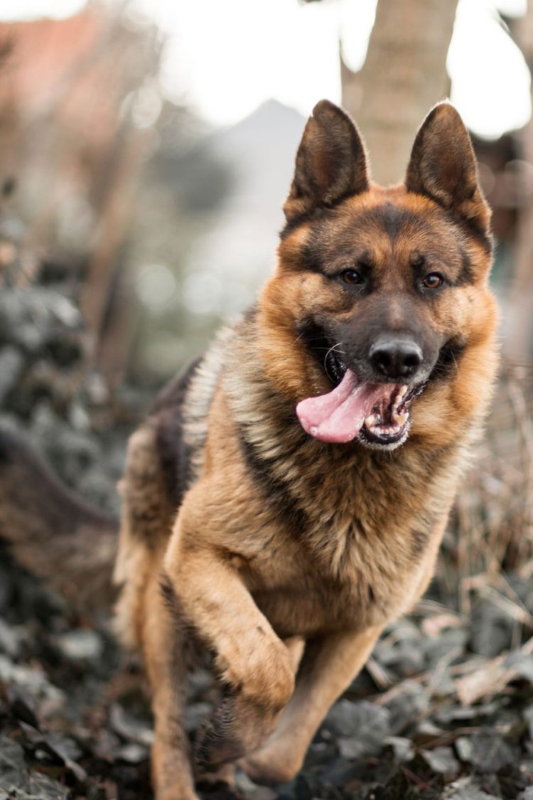 gambar jenis anjing Alsatian Amerika