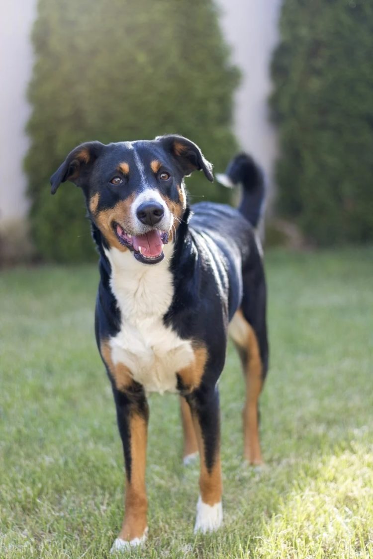 gambar jenis anjing Appenzeller Sennehunde