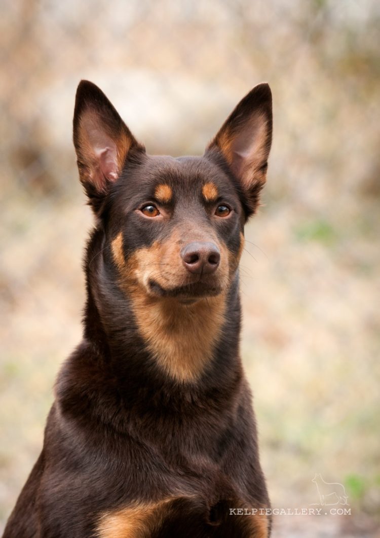 gambar jenis anjing Australian Kelpie