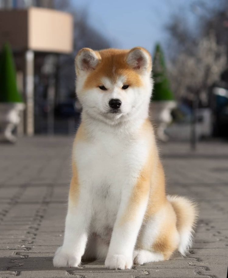 gambar jenis anjing akita inu
