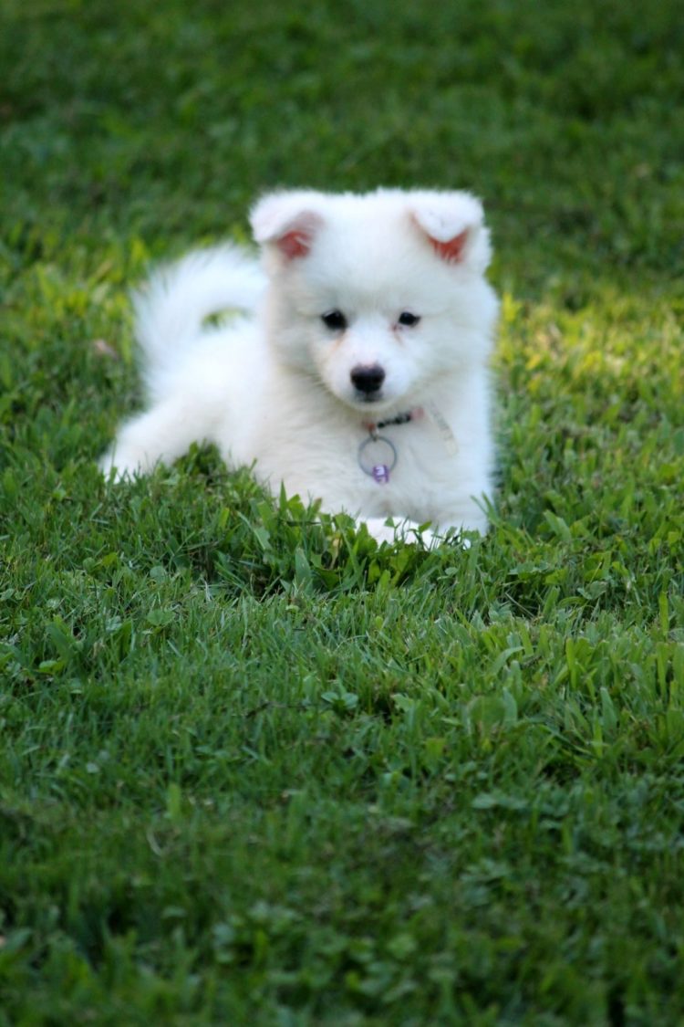 gambar jenis anjing american eskimo