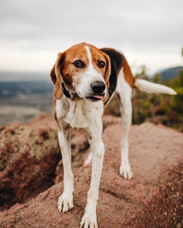gambar jenis anjing american foxhound