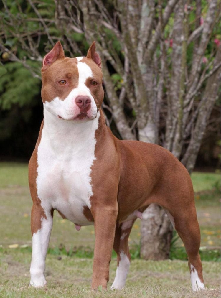 gambar jenis anjing american pitbull terrier