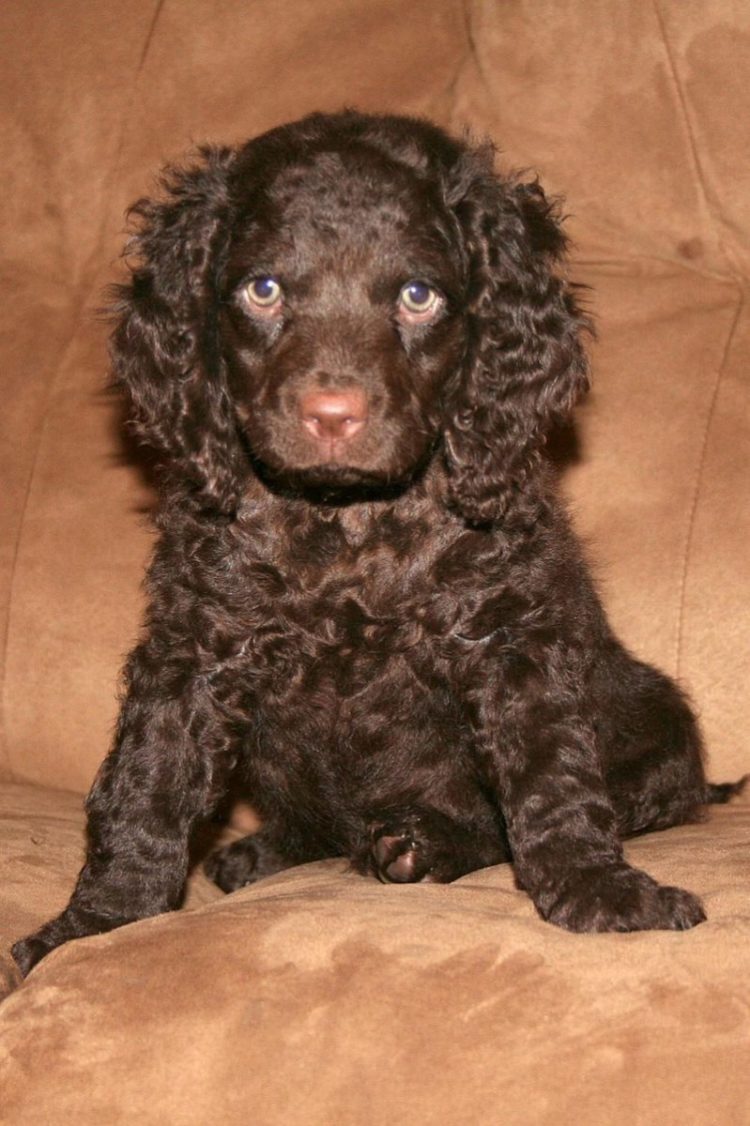 gambar jenis anjing american water spaniel