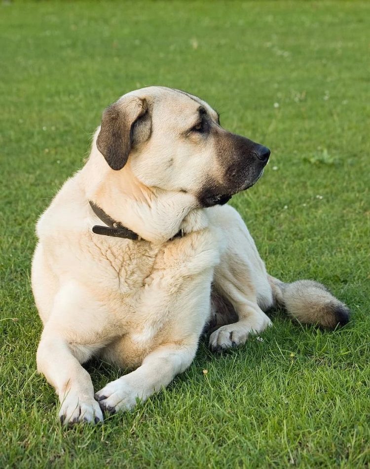 gambar jenis anjing anatolian shepherd