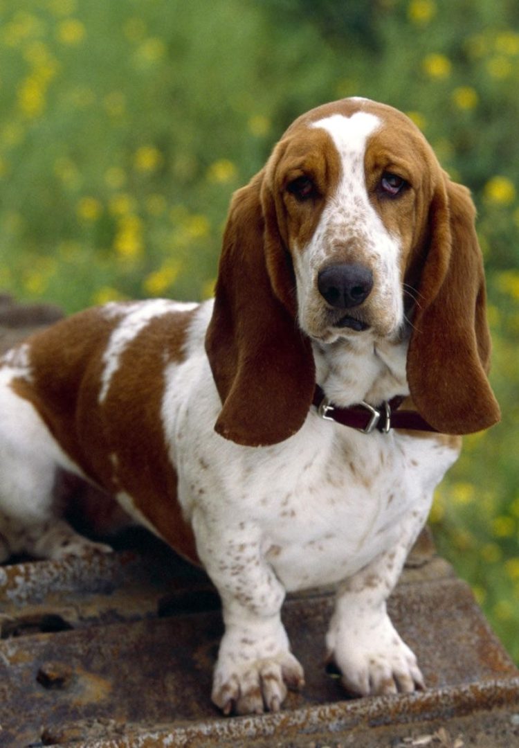 gambar jenis anjing basset hound