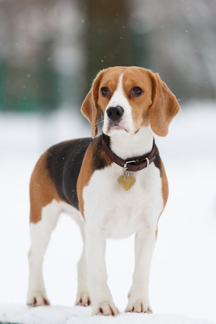 gambar jenis anjing beagle