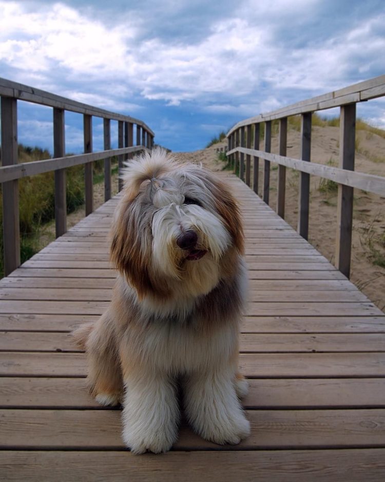 gambar jenis anjing bearded collie