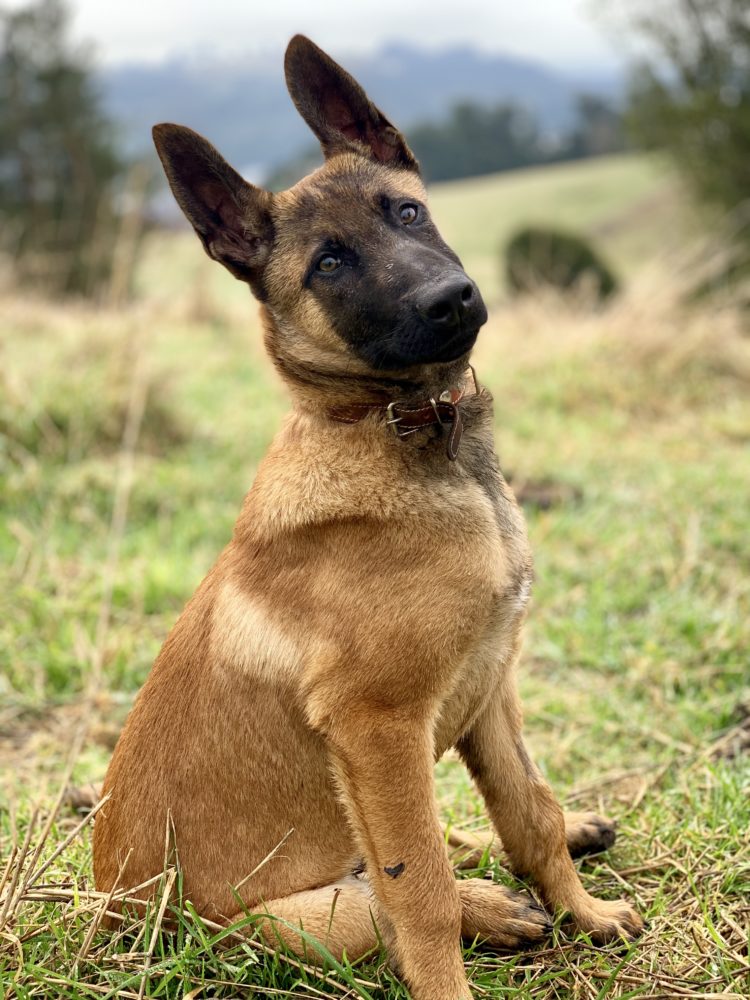 gambar jenis anjing belgian malinois