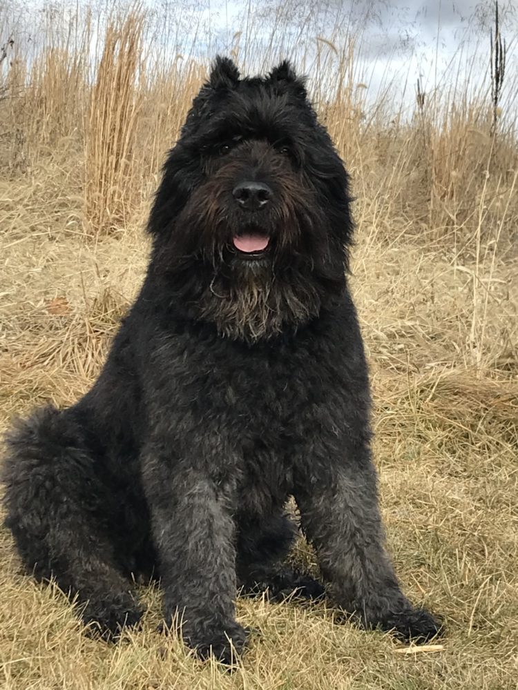 gambar jenis anjing bouvier des flandres