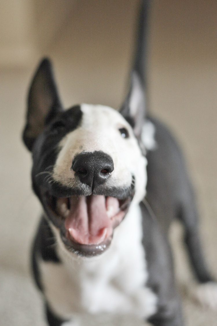 gambar jenis anjing bull terrier