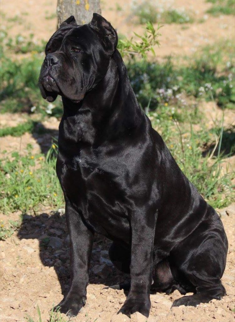 gambar jenis anjing cane corso