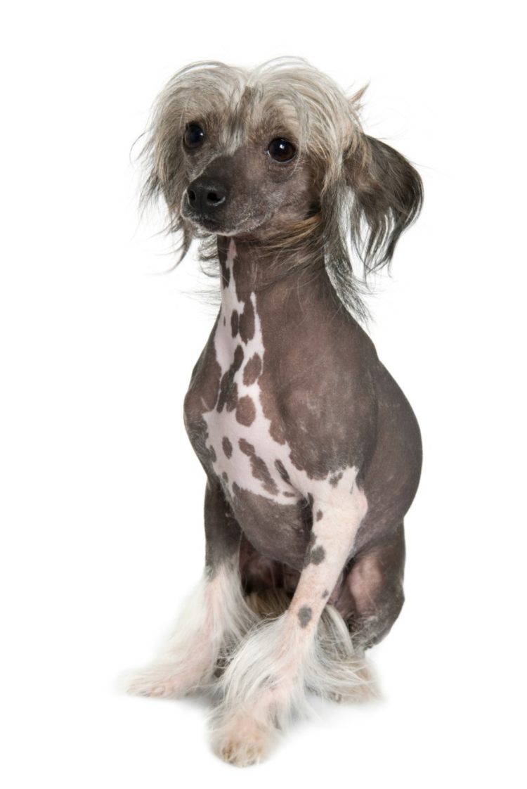 gambar jenis anjing chinese crested