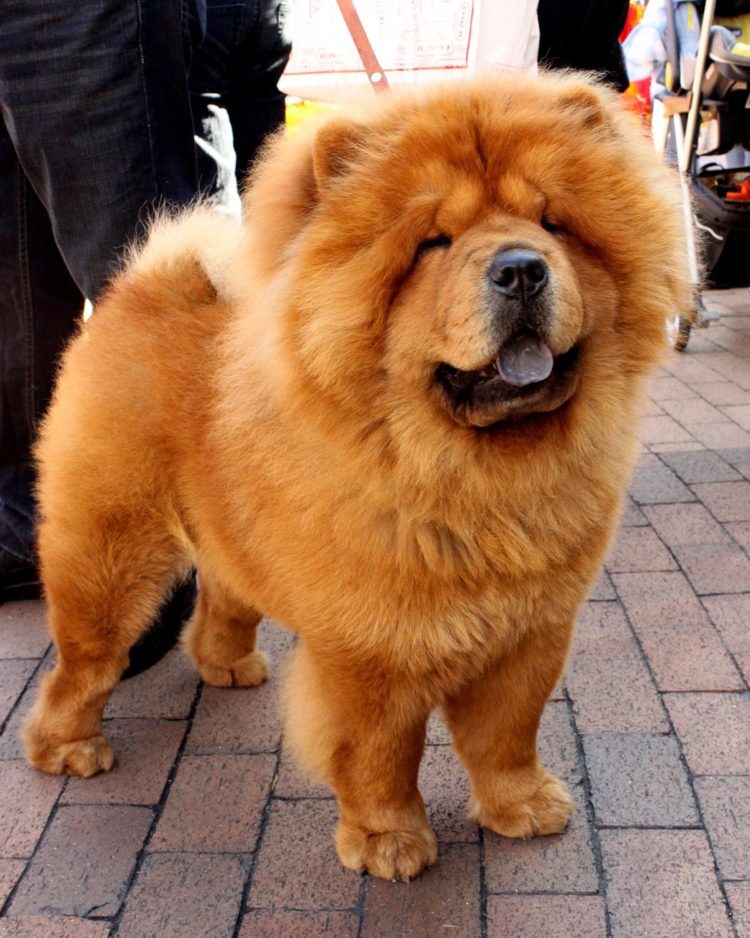 gambar jenis anjing chow chow