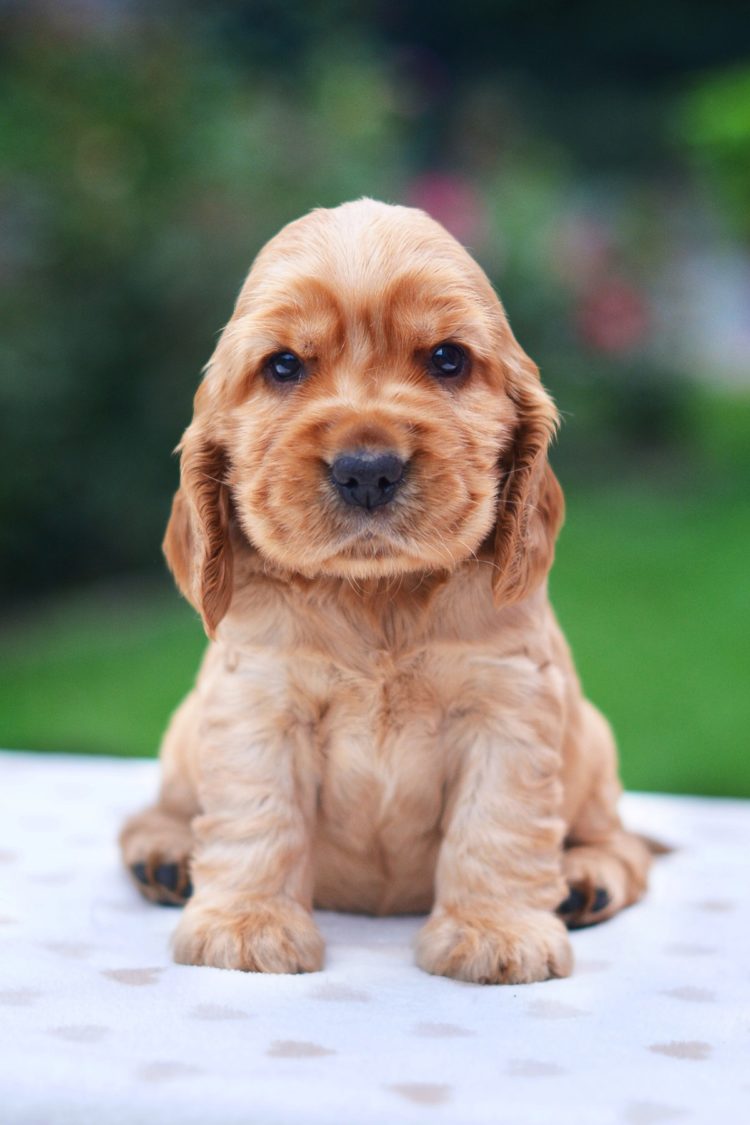 gambar jenis anjing cocker spaniel