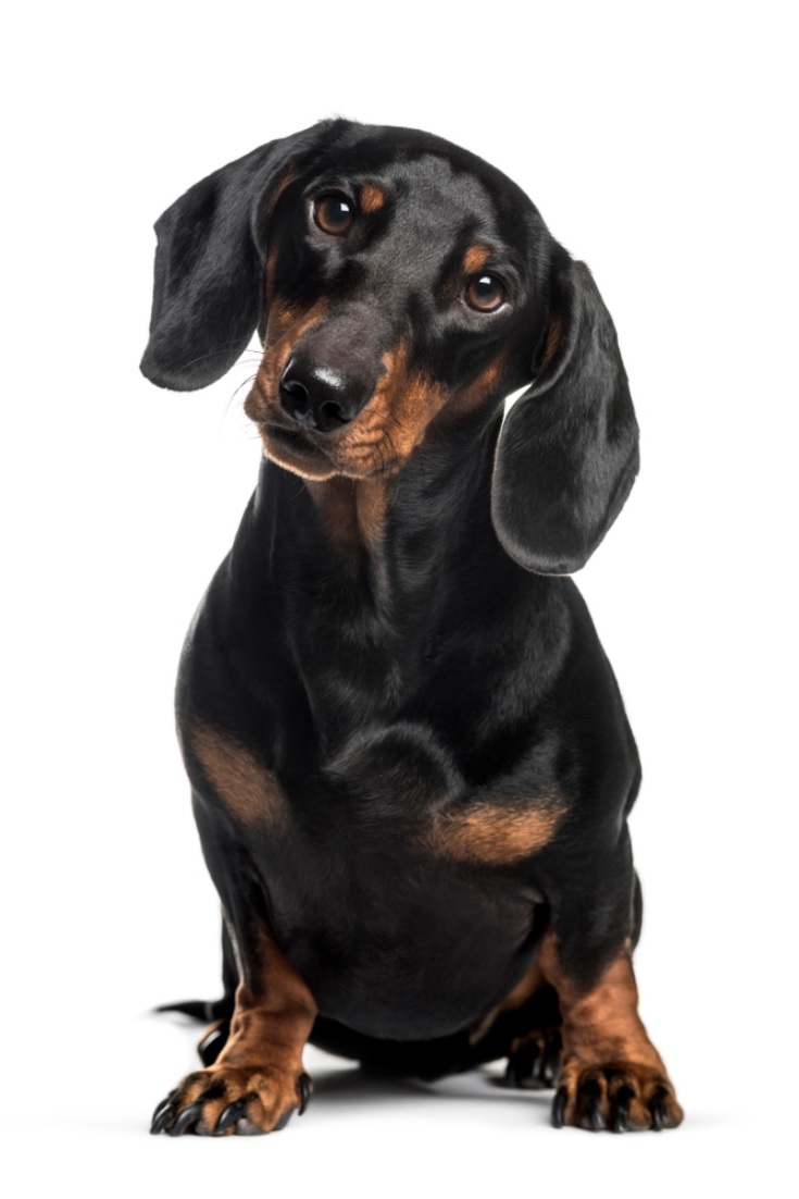 gambar jenis anjing dachshund