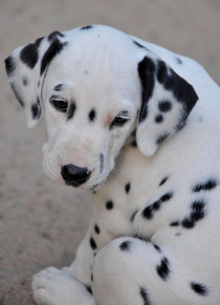 gambar jenis anjing dalmatian