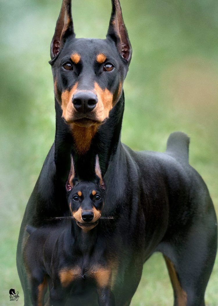 gambar jenis anjing doberman