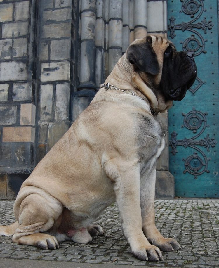 gambar jenis anjing english mastiff