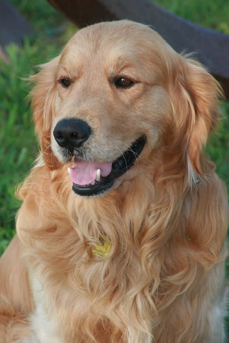 gambar jenis anjing golden retriever